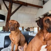 Hondenoppas werk Haaren: baasje van Biko en Kofi