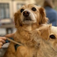 Hondenoppas werk Utrecht: baasje van Lily en Zoe 
