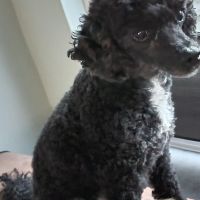 Hondenoppas werk Assen: baasje van Milo