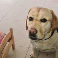 Hondenoppas werk Spijkenisse: baasje van Bobby