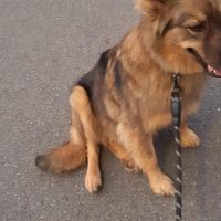 Hondenoppas werk Maastricht: baasje van Mara