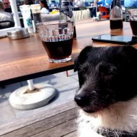 Hondenoppas werk Rotterdam: baasje van Angie