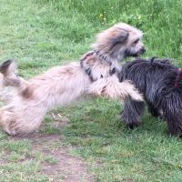 Hondenoppas adres Den Bosch: Dikkie en Teddy