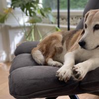 Hondenoppas werk Noordlaren: baasje van Boef