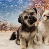 Hondenoppas werk Hengelo (Overijssel): baasje van Toby 6jaar en Lio 1jaar