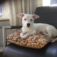 Hondenoppas werk Helmond: baasje van Gizmo