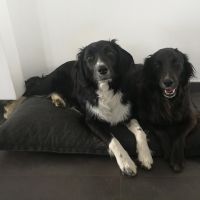 Hondenoppas werk Stein (Limburg): baasje van Ziva en Lola