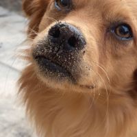 Hondenuitlaatservice Alkmaar: Louise
