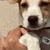 Hondenoppas werk Den Dolder: baasje van Zola