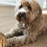 Hondenoppas werk Veenendaal: baasje van Grace