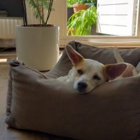 Hondenoppas werk Zoetermeer: baasje van Pippa 