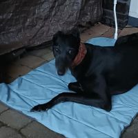 Hondenoppas werk Amersfoort: baasje van Max