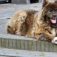 Hondenoppas werk Bergen op Zoom: baasje van Wolfie