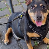 Hondenoppas werk Maastricht: baasje van Samira