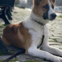 Hondenoppas werk Rotterdam: baasje van Keito