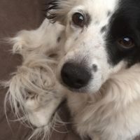 Hondenoppas werk Voorburg: baasje van Joly
