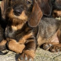 Hondenoppas werk Berkel en Rodenrijs: baasje van Tibbe en Boet