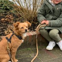 Hondenoppas Katwijk aan Zee: GAIA