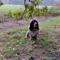 Hondenoppas werk Bussum: baasje van Zuus