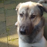 Hondenoppas werk Rotterdam: baasje van Kenzo
