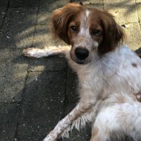 Hondenoppas werk Bilthoven: baasje van Emma