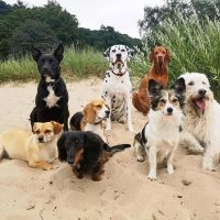 Hondenoppas Deventer: Lienie