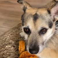 Hondenoppas werk Voorschoten: baasje van Ayden
