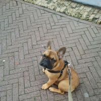 Hondenoppas werk Etten-Leur: baasje van Bink