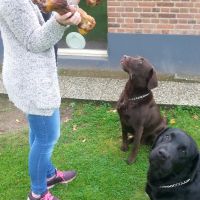 Hondenuitlaatservice Nijmegen: Jessica
