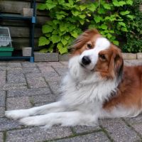 Hondenoppas werk Culemborg: baasje van Floyd