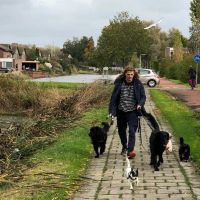 Hondenopvang Leeuwarden: Joris 