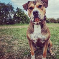 Hondenoppas werk Ermelo: baasje van Bruno 