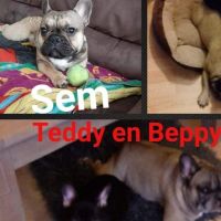 Hondenoppas Volendam: Debby