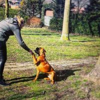 Hondenoppas Bergen op Zoom: Marjolein