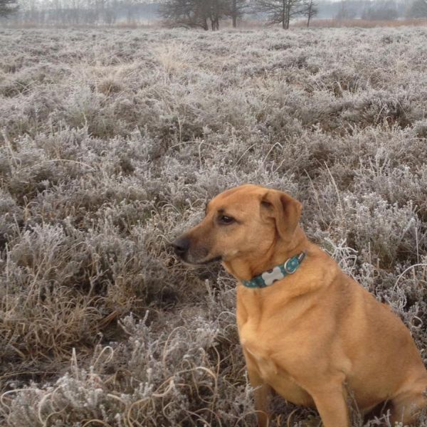 Kruising labrador, Mechelse herder Sientje uit Utrecht zoekt een hondenoppas