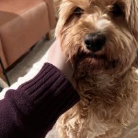 Hondenoppas werk Leidschendam: baasje van Coco