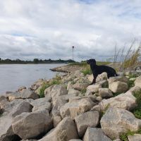 Hondenoppas werk Deventer: baasje van Guusje