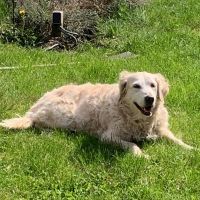 Hondenuitlaatservice Assen: Willeke