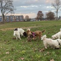 Hondenopvang Almelo: Voornaam 