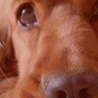 Hondenoppas Veghel: Magreet