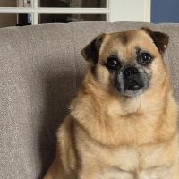 Hondenoppas Almere: Daniëlle 