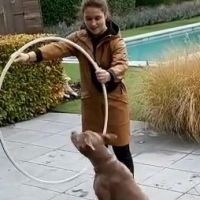 Hondenoppas Delft: Jacoba