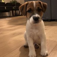 Hondenoppas werk Houten: baasje van Bobby