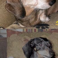 Hondenoppas werk Amstelveen: baasje van Charlotte en Sissi