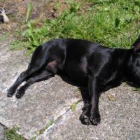 Hondenoppas werk Heenvliet: baasje van Spike