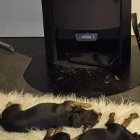 Hondenoppas werk Ommen: baasje van Pepper en Spike