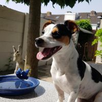 Hondenoppas werk Rosmalen: baasje van Chica
