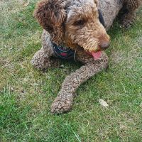 Hondenoppas werk Coevorden: baasje van Brownie