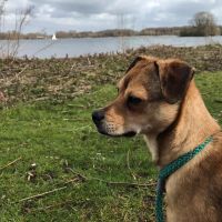 Hondenoppas werk Rotterdam: baasje van Rocco