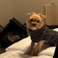 Hondenoppas werk Goes: baasje van Rocky